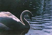 DUB sTEPHENS gREEN.jpg (6862 bytes)